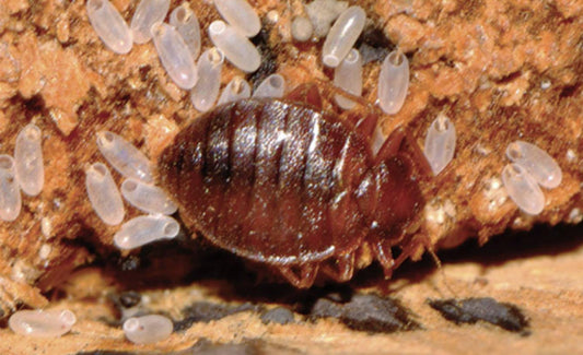 Effective Steam Treatment for Bed Bug Infestations